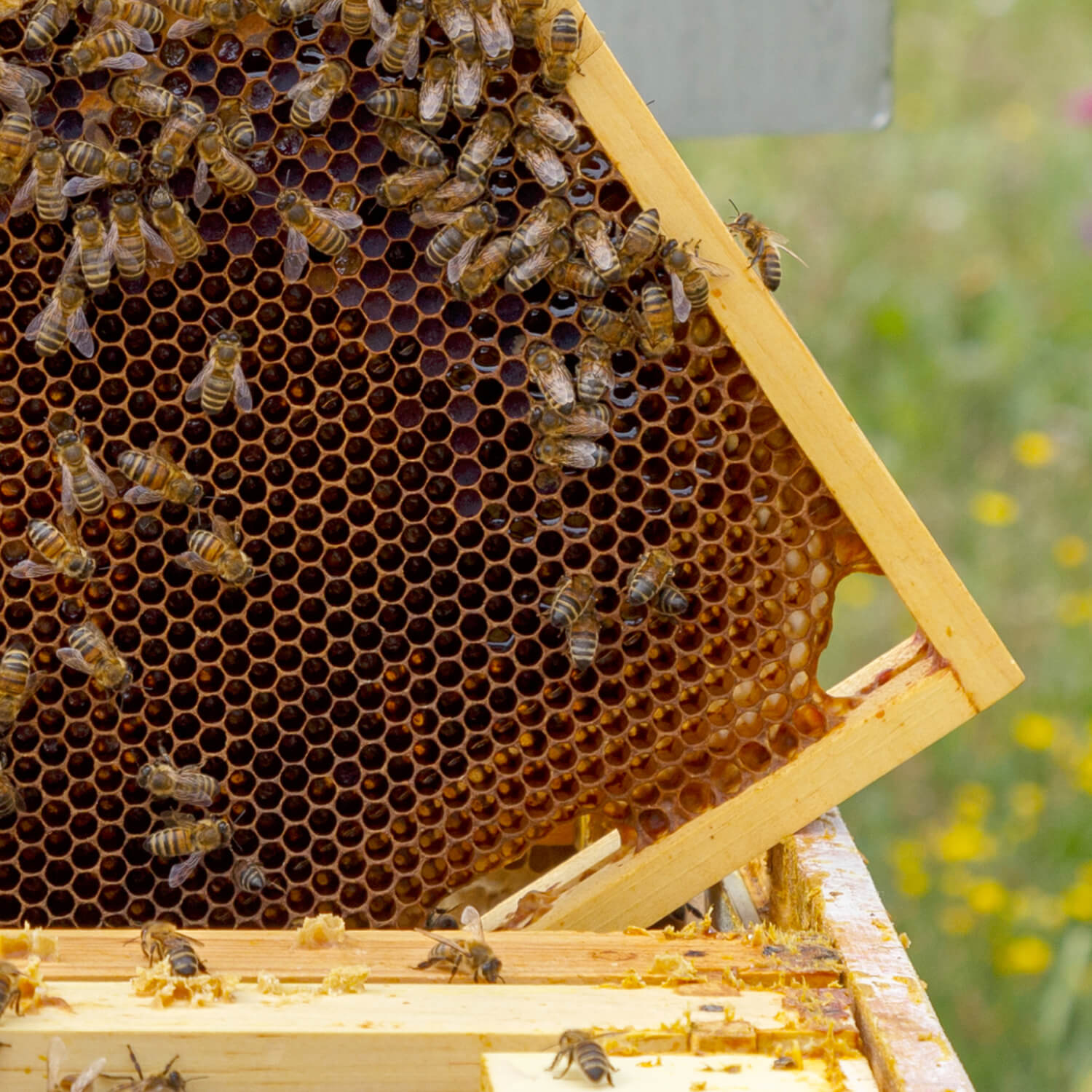 Nachhaltigkeitsnews - Nationaltag der Bienen 2023