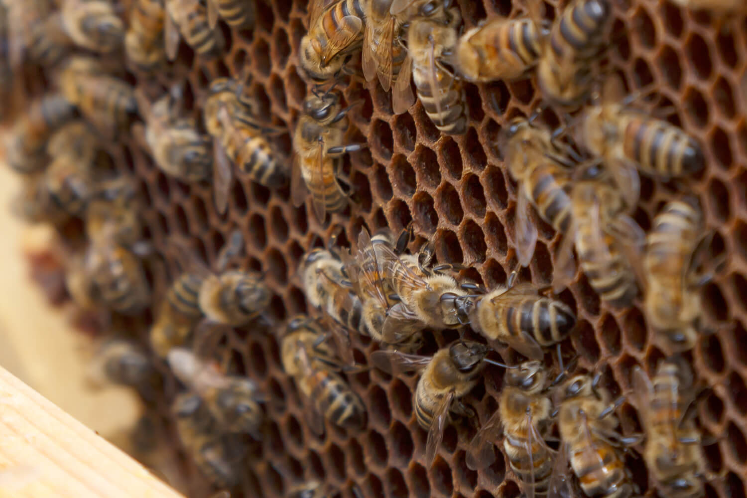 Nachhaltigkeitsnews - Nationaltag der Bienen 2023